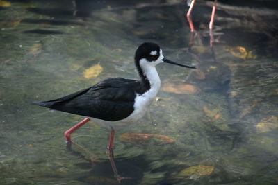Close-up of bird in water
