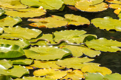 High angle view of snake on leaves in lake