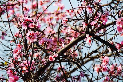 Low angle view of pink cherry blossom