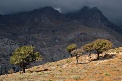 Trees on mountain against sky