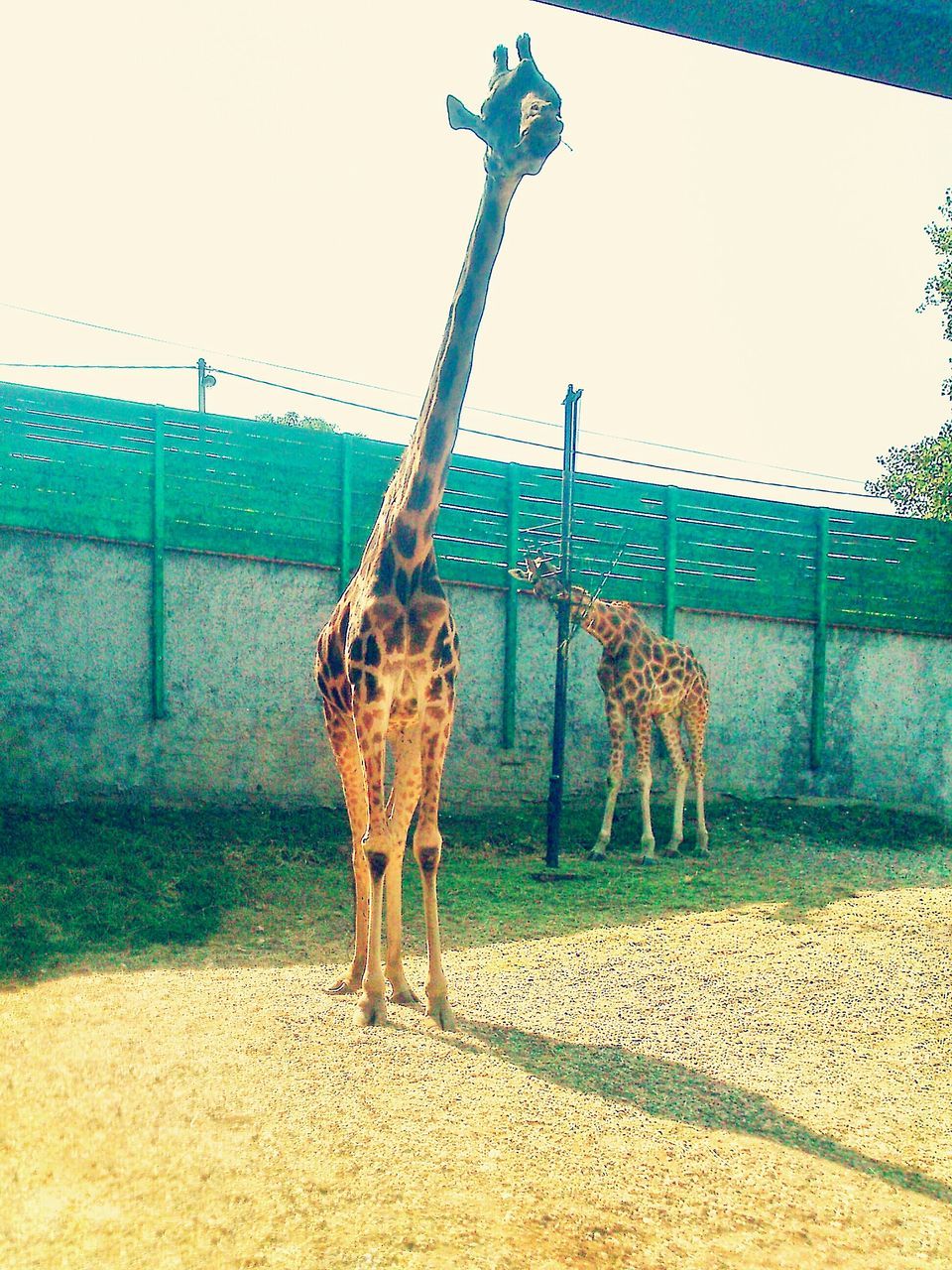 animal themes, one animal, animals in the wild, built structure, architecture, horse, building exterior, full length, mammal, wildlife, standing, livestock, outdoors, day, sunlight, no people, herbivorous, wall - building feature, clear sky, sky