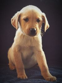 Close-up portrait of puppy sitting