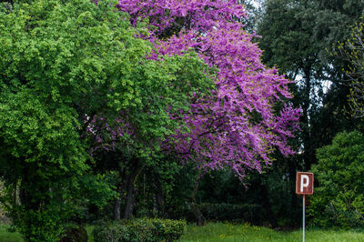 Pink flowering plants and trees on field