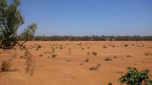 Scenic view of agricultural field against clear blue sky