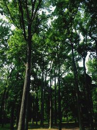 Trees in forest