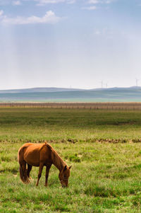 Horses in a field