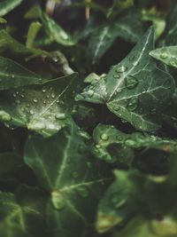 Close-up of water drops on leaf