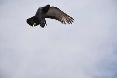 Low angle view of eagle flying in sky