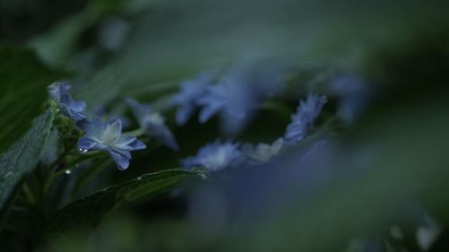 Close-up of flowers against blurred background