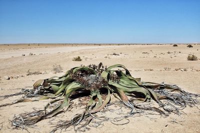 Scenic view of desert against clear sky