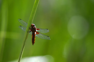 Close-up of damselfly on plant