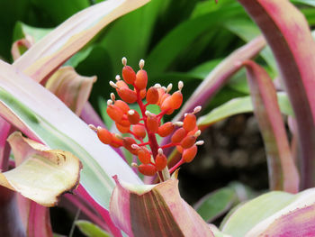 Close-up of pink flowering plant