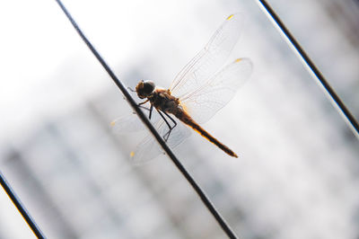 Close-up of dragonfly