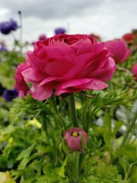 Close-up of pink rose