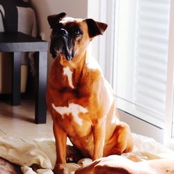 Staring boxer