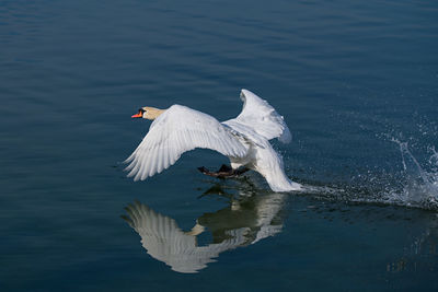 View of a bird flying over calm lake