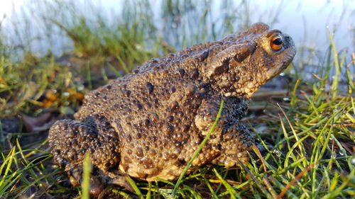 Close-up of an animal