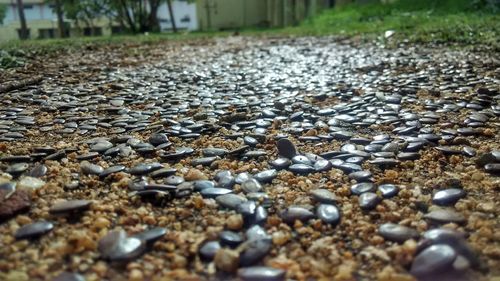 Close-up of pebbles on beach