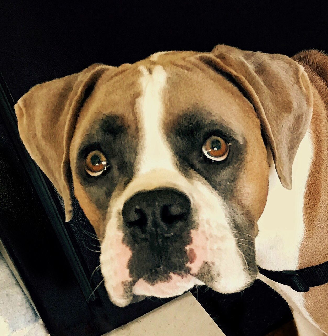 CLOSE-UP PORTRAIT OF DOG ON FLOOR