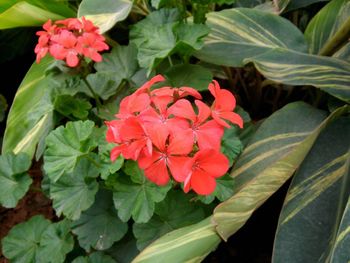 Close-up of red flowers