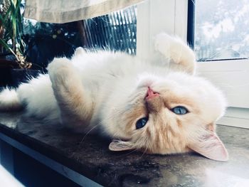 Close-up portrait of cat