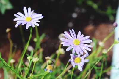 Close-up of purple daisy blooming outdoors