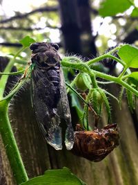 Close-up of butterfly on plant