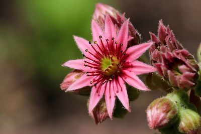 Close-up of pink flower
