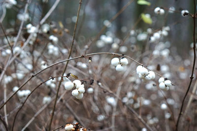 Close up of tree branch