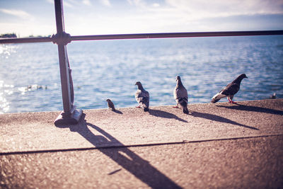 Birds perching by sea against sky