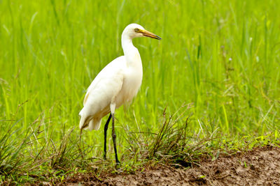 White heron standing on field