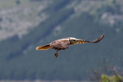 Low angle view of eagle flying