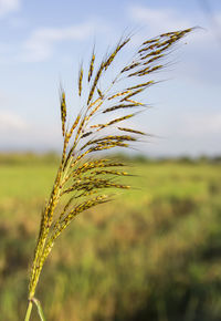 Close-up of stalks in field against sky