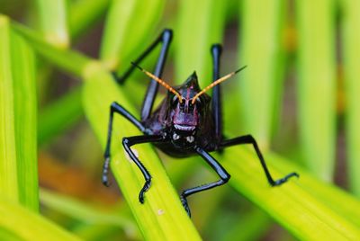 Close-up of insect