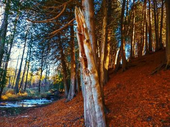 Trees in forest during autumn