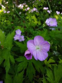 Close-up of purple flowering plants