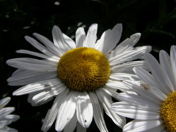 Close-up of white flower blooming outdoors