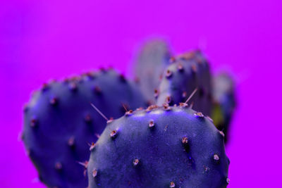 Close-up of plant against purple background