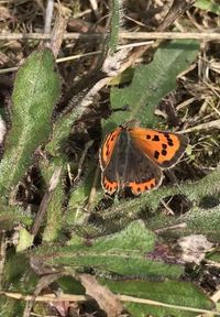 Close-up of butterfly on plants