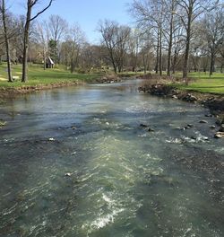 Bare trees in river