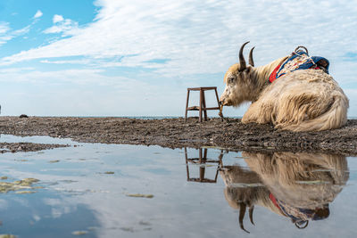 View of a yak in the water