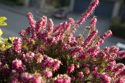 Close-up of pink flowering plant