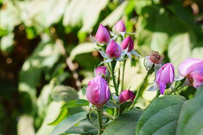 Close-up of pink flowering plant