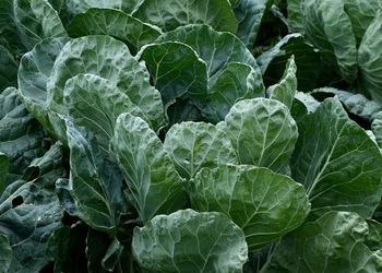 Full frame shot of green leaf on field