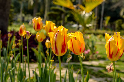 Close-up of yellow flowering plants on field