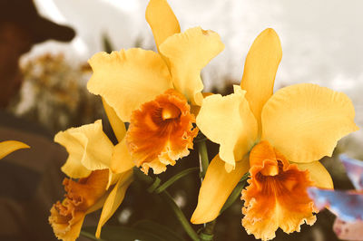 Close-up of yellow flowering plant