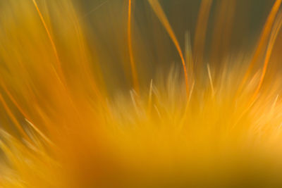 Close-up of yellow flower