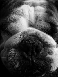 Close-up of dog sleeping