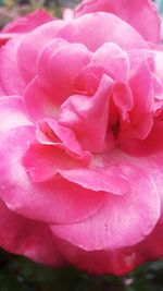 Close-up of pink rose blooming outdoors