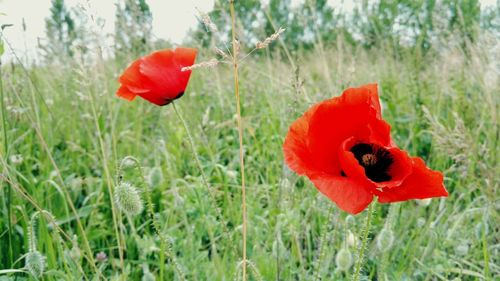 Close-up of red rose blooming in field